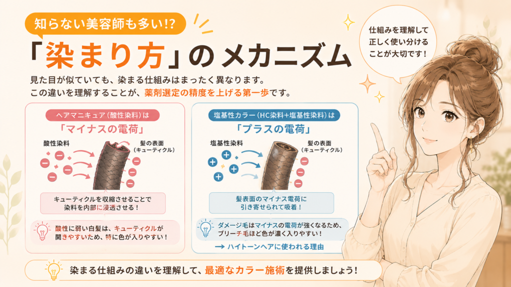 知らない美容師も多い！？「染まり方」のメカニズム